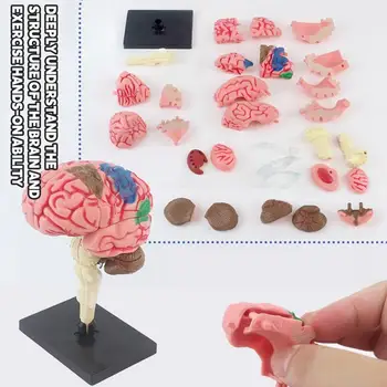 Модель мозга для детей, анатомическая модель мозга, обучающая модель с базовым дисплеем С цветовой кодировкой для определения функций мозга, Обучающая