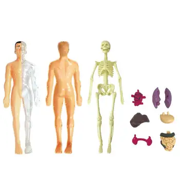 Игрушка-модель человеческого тела, Обучающие игрушки по биологической Анатомии, Учебные пособия, Реквизит для студентов, Структура костей органов детей